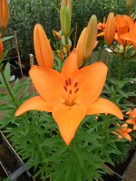 [5028 Campeche No01.JPG]